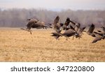Geese Starting In Flight From A ...