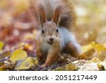 Funny Fluffy Squirrel With Nut...