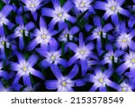 Beautiful Blue Flower Pattern...