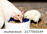 Small photo of White mother hen with her one day chick in rural yard. Free range on small farm. Little yellow easter chicken peck the grain out of the bowl. Poultry organic farming. Chicken breeding business.