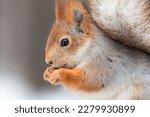 Small photo of Funny portrait of furry squirrel eating nuts against gray background.Pretty squirrel with tufted ears and black eyes closeup.Feed wild animals in forest to help nature in cold season