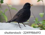 A Male Blackbird Stood In Snow