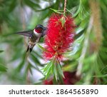 Male Ruby Throat Hummingbird  ...