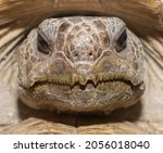 Small photo of Close up view of wild Florida gopher tortoise face, eyes, nares, mouth - Gopherus polyphemus - showing sharp pointy serrated edges used to rip grasses and plants