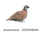 Male northern bobwhite quail  ...