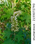 Oak Leaf Hydrangea   Hydrangea...