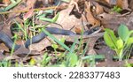 Small photo of Wild southern black racer - Coluber constrictor priapus - slithering through leaves on the ground while searching for food in the garden. North Florid