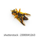 Small photo of flower, hover, Syrphid or drone fly - Carolinian Elegant - Meromacrus acutus - bright yellow and black colors with stripes that mimic a bee or wasp isolated on white background, bottom ventral view