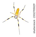 Small photo of golden silk orb weaver or banana spider - Trichonephila clavipes - large adult female isolated on white background top dorsal view