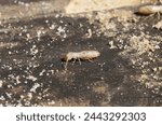 Eastern subterranean termite  ...