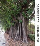 Small photo of Background of the adventitious aerial root system of a ficus or fig tree