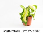 Small photo of Wilted potted houseplant. Limp dieffenbachia leaf on a white background. Care of indoor plants, problems, parasites, poor care, unhealthy appearance. Copy space