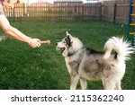 Owner Is Playing With A Husky...