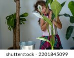 Small photo of Girl transplants a potted houseplant into a new soil with drainage. Spathiphyllum sensation, potted plant care, watering, fertilizing, sprinkle the mixture with a scoop and tamp it in a pot