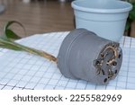 Small photo of The roots of the house plant stick out of the pot through drainage holes, rot on a healthy root. The need for a plant replant. Transplanting and caring for a home plant, rhizome, root rot