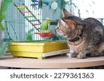 Small photo of A domestic cat is sitting near a cage with a parrot, watching a bird, hunting. Keeping pets in friendship and enmity, stress and pet interaction