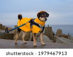 Dog In A Yellow Rain Coat At...