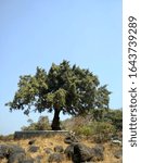Small photo of Alibag Maharashtra India February 7 2020 Well preserved tree with stone retaining wall