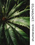 Small photo of Close up photo of attalea speciosa green leaves in Botanical garden, selective focus. Babassu oil, palm tree leaf in greenhouse, South America subtropical plants, nature and ecology concept.