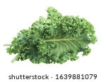 Organic Green Curly Leaf Kales  ...