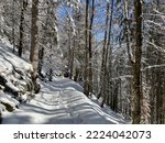 Alpine forest trails in a typical winter environment and under deep fresh snow cover on the Alpstein mountain massif and in the Swiss Alps - Alt St. Johann, Switzerland (Schweiz)