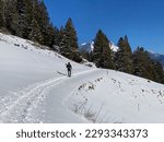 Hikers and walkers on the beautiful idyllic fresh snow on the slopes of the Alpstein mountain massif and over the Alpine valley of Obertoggenburg - Alt St. Johann, Switzerland (Schweiz)