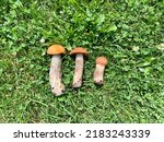 Group Of Mushrooms On The Grass