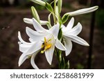 Small photo of Lilium candidum, the Madonna lily or white lily flower.