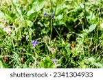 Small photo of Campanula patula or spreading bellflower is a plant species of the genus Campanula.