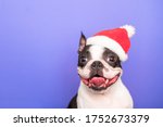 A happy and cheerful Boston Terrier dog in a Santa Claus hat smiles and sticks its tongue out on a purple background. The concept of new year and Christmas.