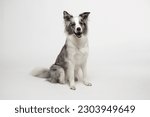 Border collie dog.a white gray...