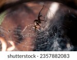 Small photo of Creepy spider sits in its web lair. Spider in a cobweb hole. A large brown spider waits for prey on its web
