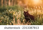 A black cat in a field of grass....