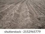 Small photo of Rows of cutting Cassava stem planting in agriculture field. To plant cassava, push into the soil the end of the piece of stem that was nearer to the ground.