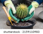 Farmer hands in protective gloves plant a golden barrel cactus in flower pot. Golden barrel cactus is popular for ornamental plant in contemporary garden designs.