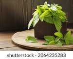 Lemon balm fresh herbal leaves on wooden rustic background, melissa officinalis herb is used for sleep, as digestive, anxiety, stress remedy, closeup, naturopathy and natural medicine concept