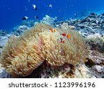Orange nemo clownfish in the sea anemone, Thailand
