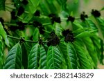 Small photo of The arabica coffee plant is a small tree that is between 2m and 8m tall and has evergreen, usually shiny leaves. The flowers are white and sweetly scented.