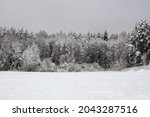 Winter landscape The land is covered with white snow, on the horizon there is a winter coniferous forest. Gray cold winter sky.