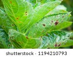 Leaf Spot On Hydrangea Leaves...