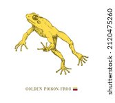 golden poison frog in jump ... | Shutterstock .eps vector #2120475260