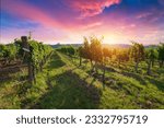 Bolgheri vineyard, olive trees and flowers at sunset. Tree as a frame, autumn season. Landscape in Maremma, Tuscany, Italy, Europe. High quality photo