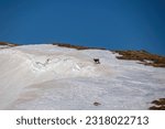 Mountain goat in wilderness on scenic ski tour hiking trail from Hohe Ranach to Zirbitzkogel, Seetal Alps, Styria (Steiermark), Austria, Europe. Snow covered idyllic mountain ridge on sunny winter day