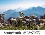 Small photo of Wild flowers silvery yarrow with scenic view of Koschuta mountain range seen from summit Wertatscha, untamed Karawanks, border Slovenia Austria, Europe. Magical alpine terrain Slovenian Austrian Alps
