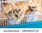 Two Cute Dzungarian Hamsters...