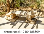 Small photo of Superior, AZ, USA - May 2022: lizard bench at the Boyce Thompson Arboretum