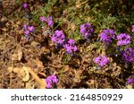 Small photo of mock vervain verbena purple flowering plant plant Superior, AZ, USA - May 2022: Boyce Thompson Arboretum