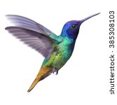Hummingbird - Golden tailed sapphire.
Hand drawn vector illustration of a flying Golden tailed sapphire hummingbird with colorful glossy plumage on transparent background.
