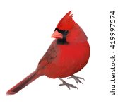 Cardinal Free Stock Photo - Public Domain Pictures