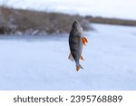 Small photo of River perch (or common perch) hanging on a fishing line against the against the backdrop of the winter river.